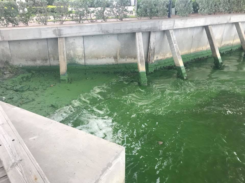 Toxic Algae, Stuart Florida