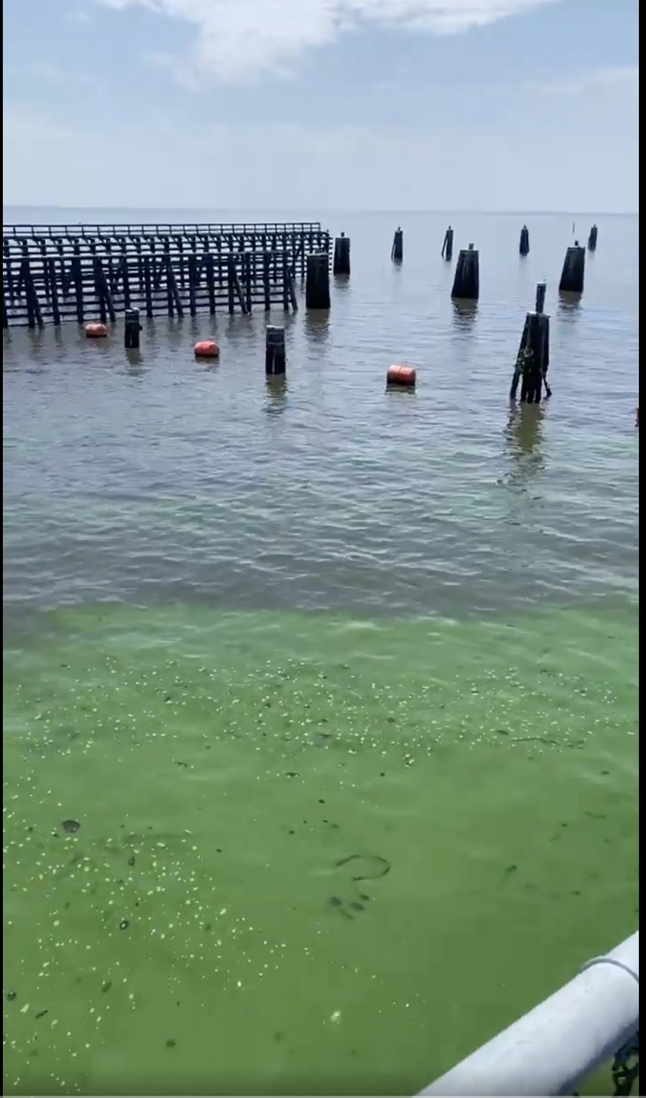 Port Mayaca Gates Algae Spotted