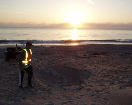 Turtle Patrol on Hutchinson Island