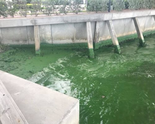 Toxic Algae, Stuart Florida