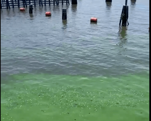 Port Mayaca Gates Algae Spotted