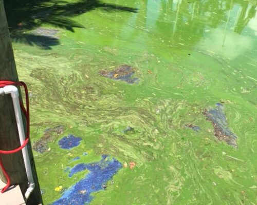Toxic Algae, Martin County