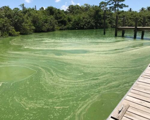 Toxic Algae, Martin County